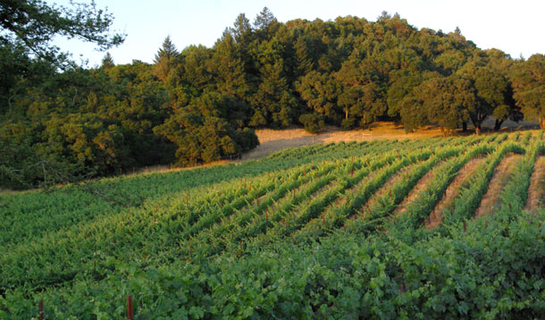 Linked Vineyards