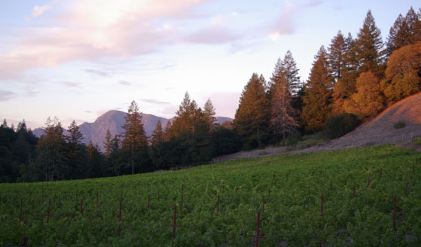 Linked Vineyards