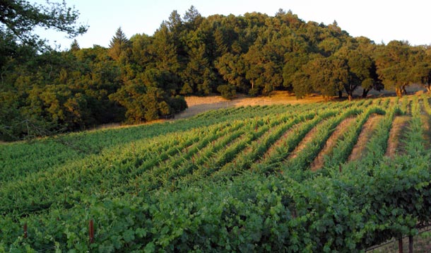 Linked Vineyards